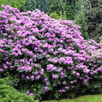Images shown are of mature plants
