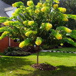 A unique statement tree fits easily in any landscape.