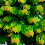 Rising Sun Redbud with cascading orange and yellow new growth creates a 3D effect.