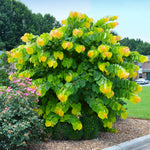 Rising Sun Redbud with cascading orange and yellow new growth creates a 3D effect.
