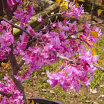 Rising Sun also has pink blooms in early spring.
