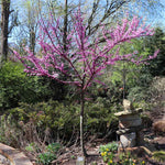 The Rising Sun™ Redbud Tree