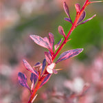 Rose Glow Barberry Shrub