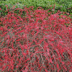 Winter berries