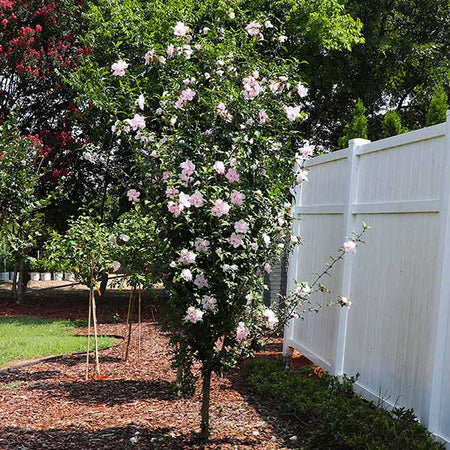 Pink Rose of Sharon Althea Tree