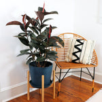 Rubber Tree Plant