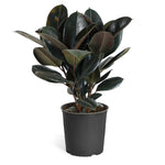 Rubber Tree Plant