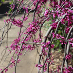 In spring Ruby falls has purple flowers.