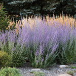 Russian Sage