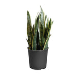 Snake Plant