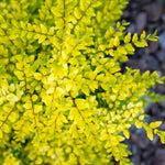Sunshine Ligustrum Privet Hedge