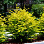 Sunshine Ligustrum Privet Hedge