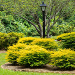 Sunshine Ligustrum Privet Hedge
