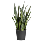 Snake Plant