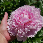 Sarah Bernhardt Peony