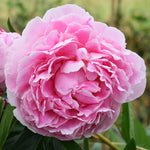 Sarah Bernhardt Peony