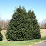 American Holly Tree