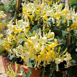Scentsation Honeysuckle Vine