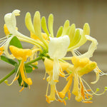 Scentsation Honeysuckle Vine