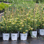 Scentsation Honeysuckle Vine