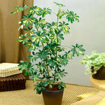 Variegated Dwarf Umbrella Tree - Schefflera Trinette