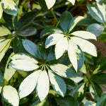 Variegated Dwarf Umbrella Tree - Schefflera Trinette