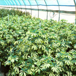Variegated Dwarf Umbrella Tree - Schefflera Trinette