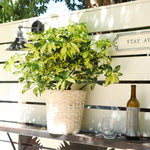 Variegated Dwarf Umbrella Tree - Schefflera Trinette