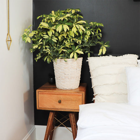 Variegated Dwarf Umbrella Tree - Schefflera Trinette