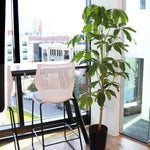 Umbrella Tree
