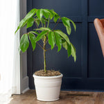 Umbrella Tree