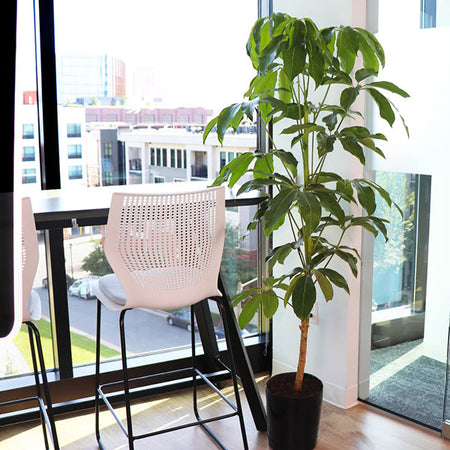 Umbrella Tree
