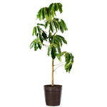 Umbrella Tree