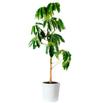 Umbrella Tree