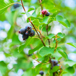 Edible fruits in early summer.