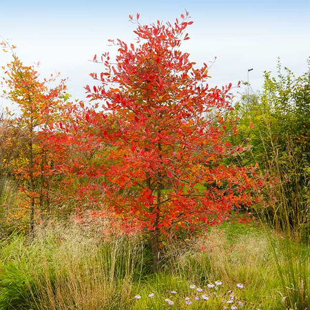 Autumn Brilliance Serviceberry