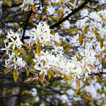Autumn Brilliance Serviceberry