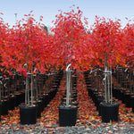 Autumn Brilliance Serviceberry