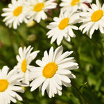 Becky Shasta Daisy