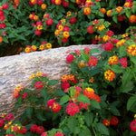 Shazam Lantana