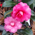 Shi-Shi Gashira Camellia Shrub