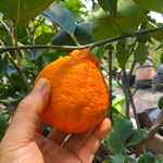 Shiranui Mandarin Tree