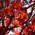 Fall color is brown to red.