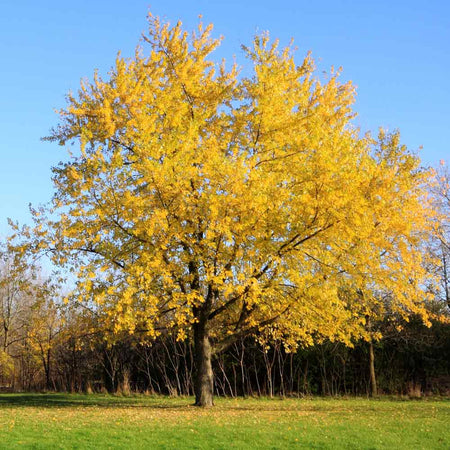 Silver Maple Tree