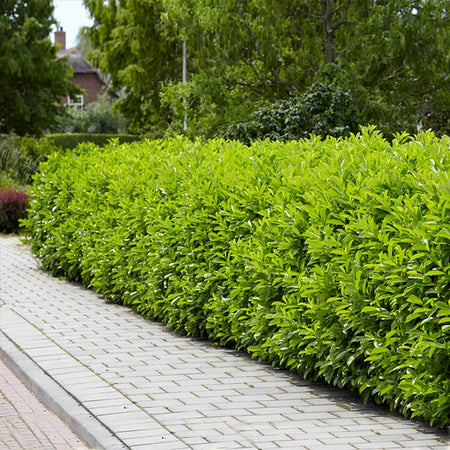 Skip Laurel Shrub