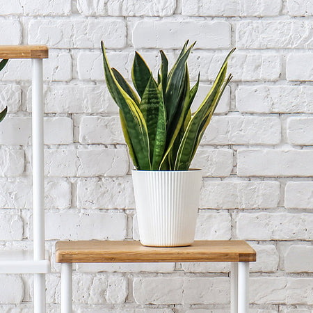 Snake Plant