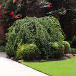 Even when the flowers drop, lush leaves maintain the weeping beauty of this tree.