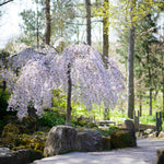 Snow Fountains Weeping Cherry trees reach heights of just 8-15 feet.