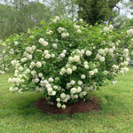 Snowball Viburnum Bush