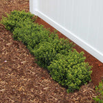 Fits small spaces, never getting larger than 2-3 feet tall.